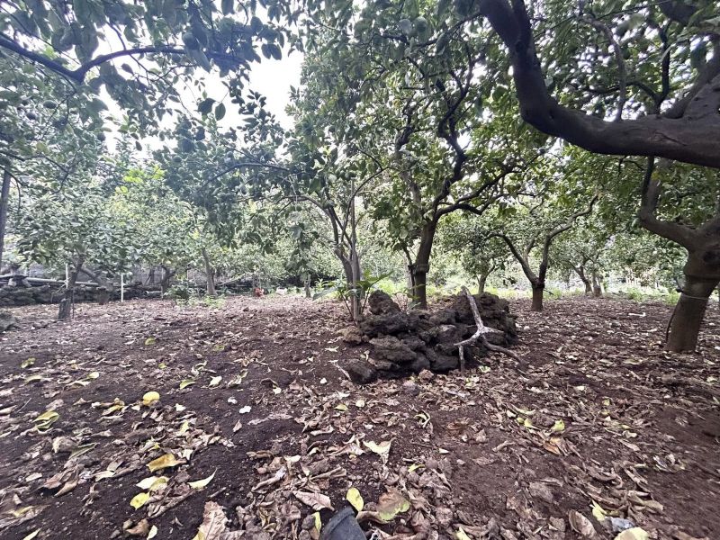 Terreno agricolo 3000 metri...